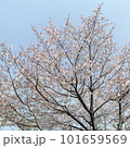 2023年の空と桜木です 101659569
