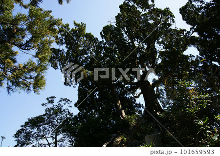 葉山 森戸大明神 の飛柏槙(びびゃくしん) 101659593