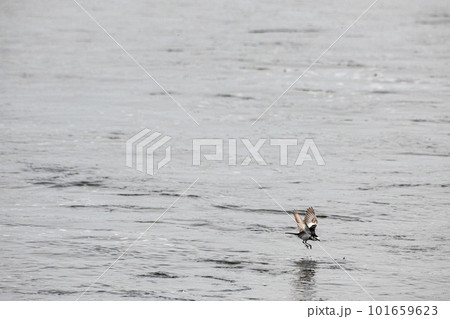 水面を飛ぶハクセキレイー1 101659623