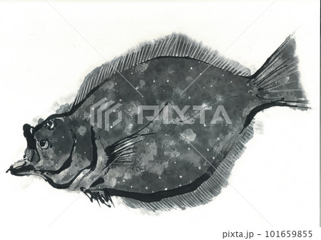 墨絵 イラスト 魚 平目/ひらめのイラスト素材 [101659855] - PIXTA