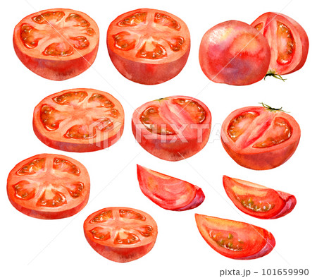 様々な形にカットしたトマトのセット(水彩) 101659990