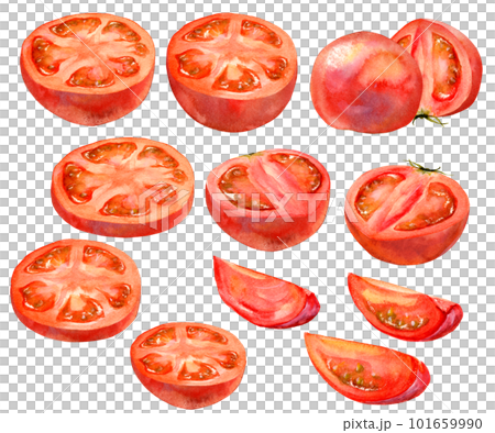 様々な形にカットしたトマトのセット(水彩) 101659990