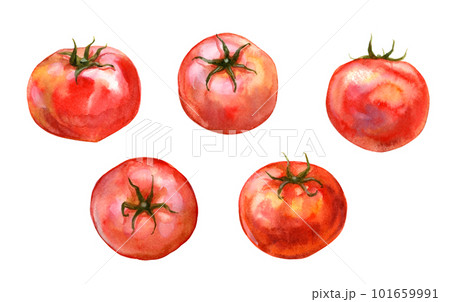 水彩画 トマト 赤色 手描き watercolor】-tomatoes-・ω・トマト【水彩】 - YouTube
