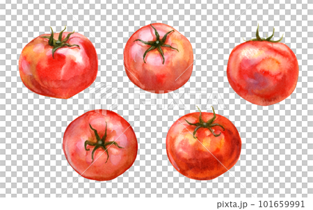水彩で描いたトマトのセット 101659991