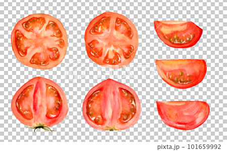 水彩で描いたトマトの断面のセット 101659992