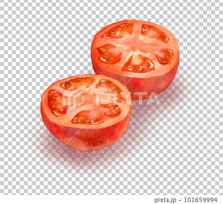 橫切西紅柿（水彩） 101659994