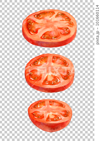 Set of tomato slices (watercolor) 101660114