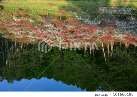 水田に映る満開のしだれ花桃 水田に映る満開のしだれ花桃 101660196