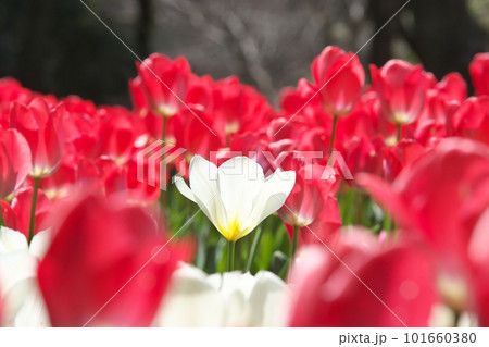 光を受け輝くチューリップ畑の白い花 101660380