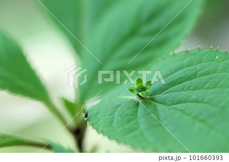 葉の上に雌花を付けた花筏 101660393