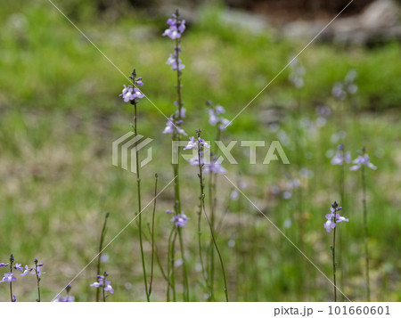 紫の小さな花 ゴマノハグサ科マツバウンラン 紫の小さな花 ゴマノハグサ科マツバウンラン 101660601
