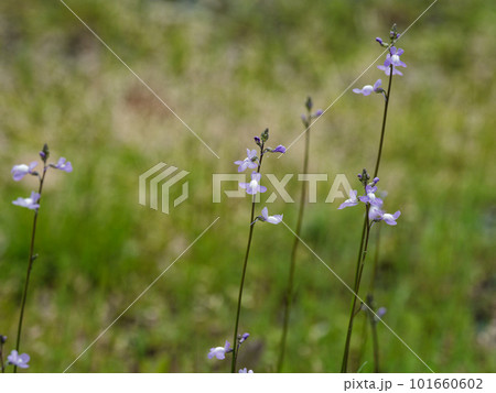 紫の小さな花 ゴマノハグサ科マツバウンラン 紫の小さな花 ゴマノハグサ科マツバウンラン 101660602