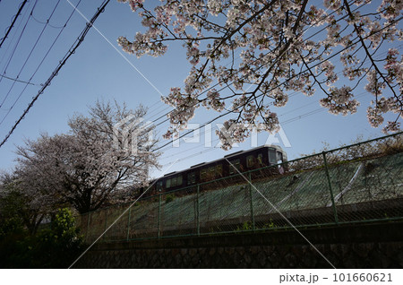 桜アップと阪急電車 桜アップと阪急電車 101660621