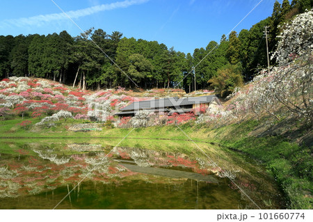 満開のしだれ桃が咲く水田のある風景 満開のしだれ桃が咲く水田のある風景 101660774