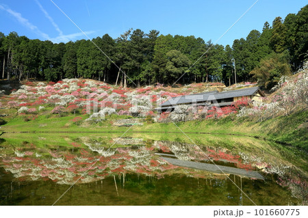 山に囲まれた田園風景に咲く花桃 101660775
