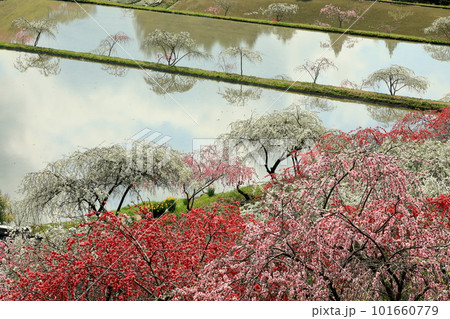 満開のしだれ花桃と水田のリフレクション 101660779