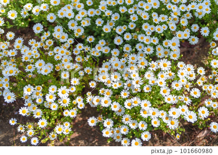 満開のヒナギク 満開のヒナギク 101660980