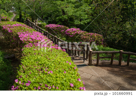 ツツジの咲く公園の写真素材 [101660991] - PIXTA