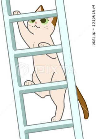 Cat hotsell climbing ladder