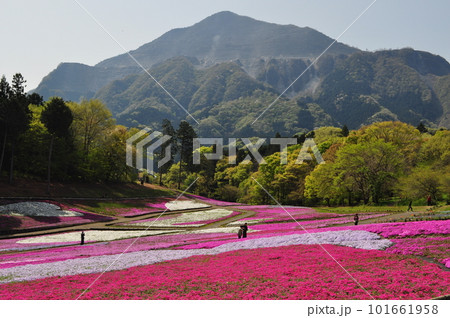 芝桜と秩父武甲山の風景 101661958
