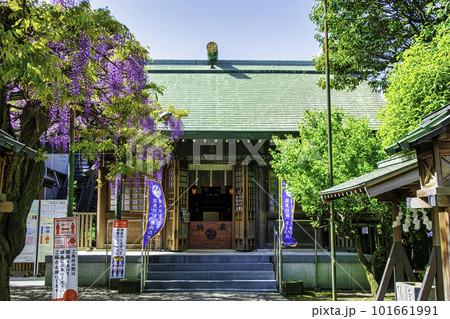 東京都 調布市 國領神社(こくりょうじんじゃ) 拝殿 千年乃藤まつりの日 東京都 調布市 國領神社(こくりょうじんじゃ) 拝殿 千年乃藤まつりの日 101661991