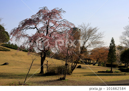 春の那須野が原公園/栃木県那須塩原市 春の那須野が原公園/栃木県那須塩原市 101662584