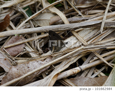 目玉模様の薄茶色の蝶　ヒメウラナミジャノメ 101662984
