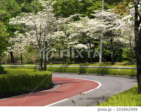 多摩センター 市道6-4幹線(鶴牧西公園前)のハナミズキ 多摩センター 市道6-4幹線(鶴牧西公園前)のハナミズキ 101662999