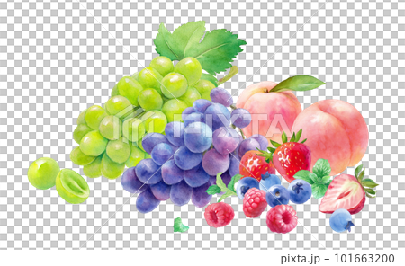 夏の果物の盛り合わせの水彩イラスト。3種のベリーと桃、葡萄、マスカット。 101663200