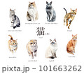 猫の水彩イラスト8種Aセット／AI画像（スコティッシュ・マンチカン・ノルウェージャン・茶トラなど） 101663262