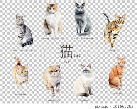 猫の水彩イラスト8種Aセット/AI画像(スコティッシュ・マンチカン・ノルウェージャン・茶トラなど) 猫の水彩イラスト8種Aセット/AI画像(スコティッシュ・マンチカン・ノルウェージャン・茶トラなど) 101663262