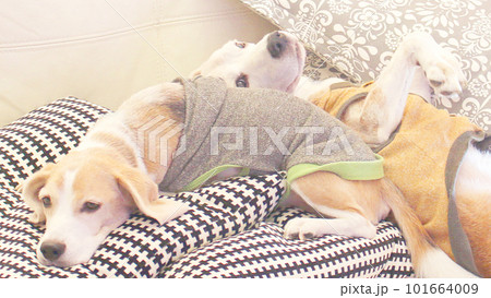 ソファでくつろぐ2匹のビーグル犬 101664009