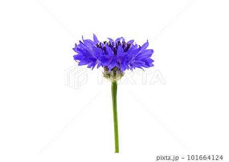 【ヤグルマギク】 (深度合成) 101664124