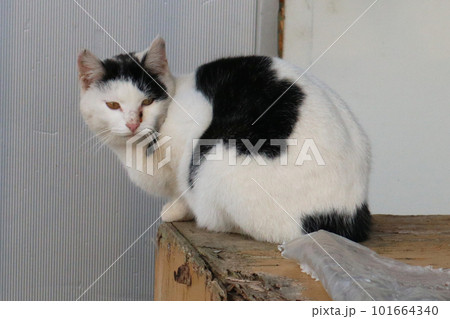見つめる野良猫 見つめる野良猫 101664340