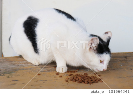 餌を食べる野良猫 餌を食べる野良猫 101664341
