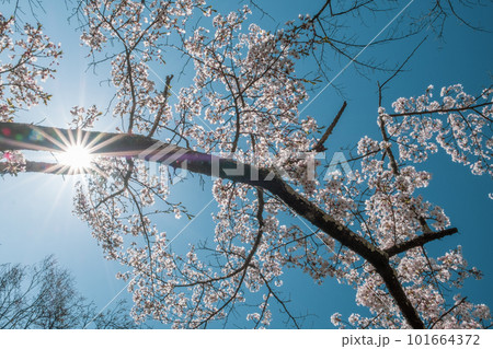桜のある風景 101664372