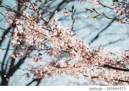 桜のある風景 101664373