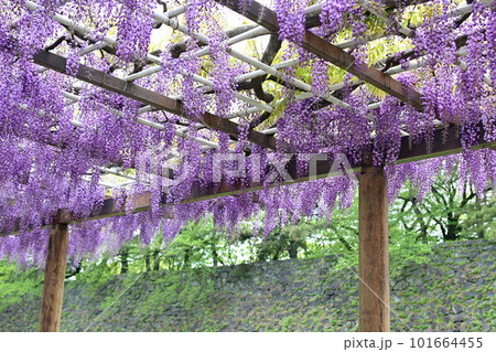 藤の花と名古屋城の石垣 101664455