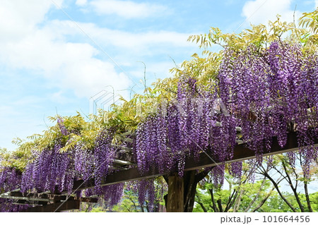 見ごろを迎えた藤の花と青空 101664456