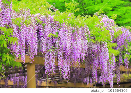 新緑と満開の藤の花 101664505