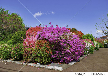 東京都　北烏山　烏山つつじ緑地 101665077