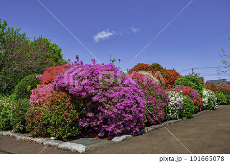 東京都　北烏山　烏山つつじ緑地 101665078