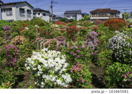 東京都 北烏山 烏山つつじ緑地 東京都 北烏山 烏山つつじ緑地 101665081