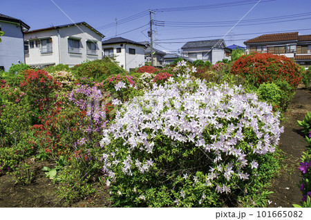 東京都 北烏山 烏山つつじ緑地 東京都 北烏山 烏山つつじ緑地 101665082