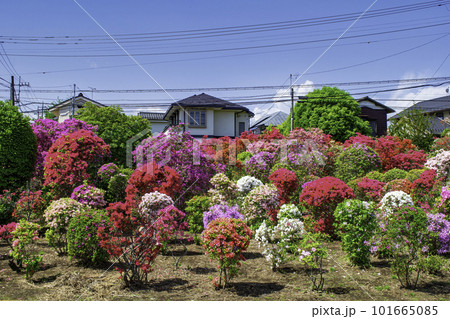 東京都 北烏山 烏山つつじ緑地側の西沢つつじ園 東京都 北烏山 烏山つつじ緑地側の西沢つつじ園 101665085