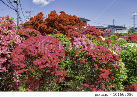 東京都　北烏山　烏山つつじ緑地側の西沢つつじ園 101665086