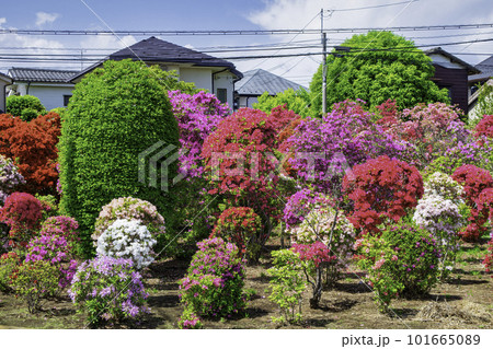 東京都 北烏山 烏山つつじ緑地側の西沢つつじ園 東京都 北烏山 烏山つつじ緑地側の西沢つつじ園 101665089