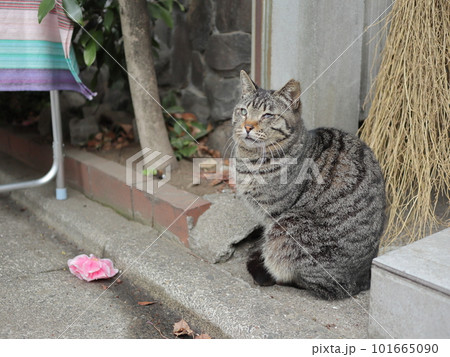 雑司が谷のみせさきにいた猫 雑司が谷のみせさきにいた猫 101665090