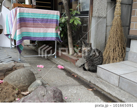雑司が谷のみせさきにいた猫 雑司が谷のみせさきにいた猫 101665091