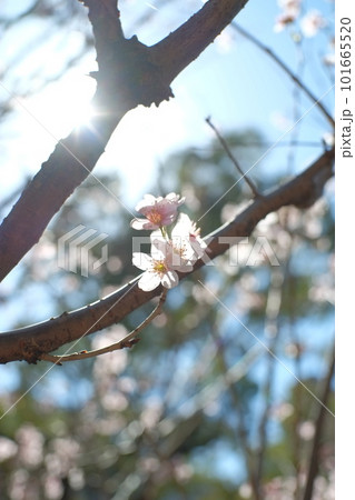 桜と陽光 桜と陽光 101665520